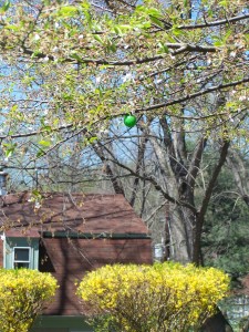 Egg in peach tree